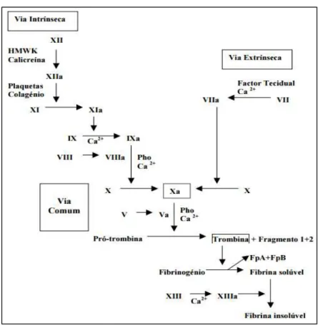 Figura 2: Visão clássica da cascata da coagulação (Legenda: Fp: fibrinopeptídeo; Pho: fosfolípidos;)  (retirado de Coelho &amp; Moreira, 2001)