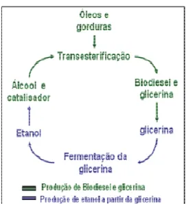 Figura 3 - Produção de etanol a partir do glicerol, gerando um ciclo. Fonte: (Adaptado  de MILLI, et al