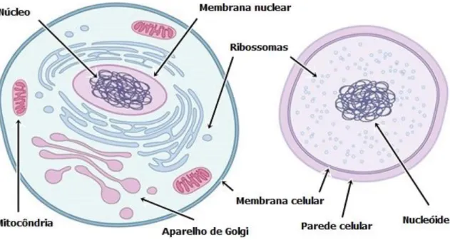 Figura 3: Célula eucariota (esquerda) e célula procariota (direita) (adaptado de Fuerst,  2010)
