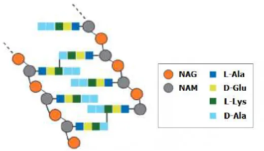 Figura 4: Macromolécula de peptidoglicano. NAG: N-acetilglicosamina; NAM: ácido  N-acetilmurâmico;  L-Ala:  L-alanina;  Glu:  glutâmico;  L-Lys:  L-lisina;  Ala:   D-alanina (adaptado de Lovering et al., 2012)