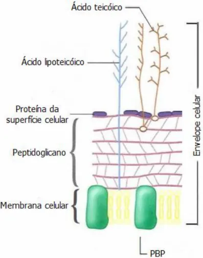 Figura 7: Ilustração da parede celular de bactéria de Gram positivo. PBP: Proteína de  ligação à penicilina (adaptado de Microbeonline.com, 2015)