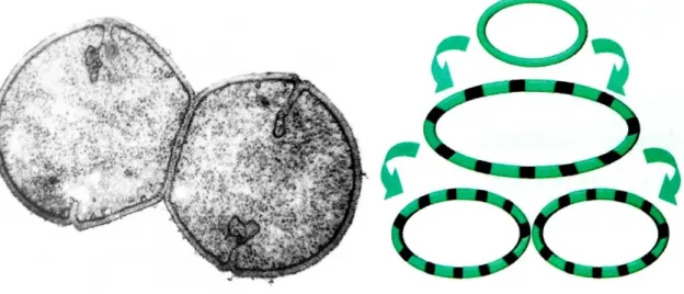 Figura  8:  Divisão  celular  de  bactéria  de  Gram  positivo,  à  esquerda  (microscopia  electrónica)