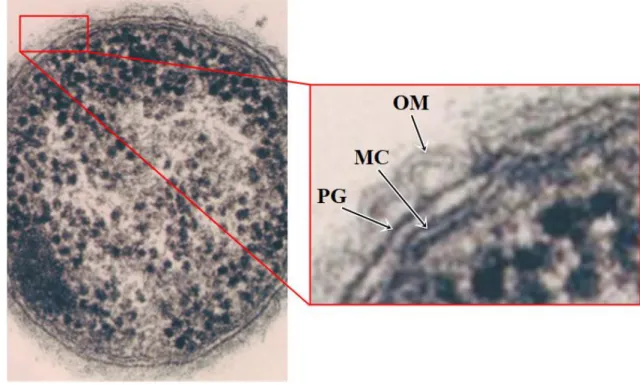 Figura 9: Parede celular de bactéria de Gram negativo. Além da membrana externa (OM)  justaposta a uma fina camada de peptidoglicano (PG) é ainda possível observar, no espaço  entre  este  e  a  membrana  celular  (MC),  o  periplasma,  com  dimensões  con