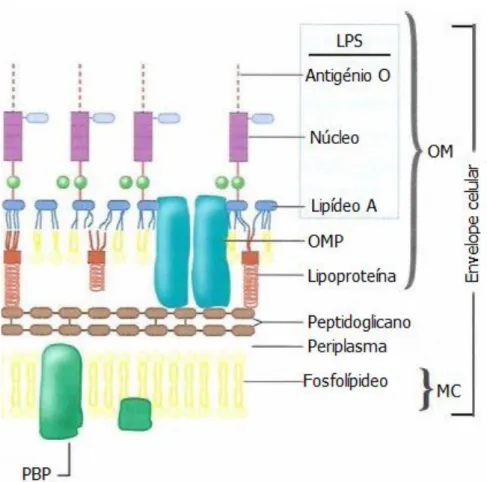 Figura  11:  Ilustração  da  parede  celular  de  bactéria  de  Gram  negativo.  LPS: 