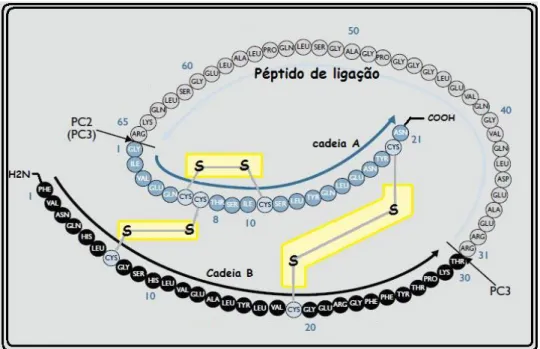 Figura  2.  Conversão  da  pró-insulina  em  insulina.  Por  clivagem  proteolítica,  quatro  aminoácidos  básicos  e  o  péptido  C  são  removidos,  convertendo  a  pró-insulina  em  insulina