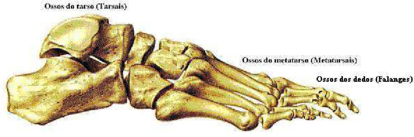 Figura 2-  Ossos do pé (SOBOTTA, 1993). 