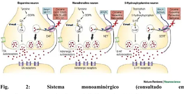 Fig. 2: Sistema monoaminérgico (consultado em  
