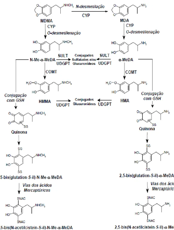 Fig. 5: Principais vias do metabolismo e metabolitos da MDMA, adaptado de  Capela et al., 2009)