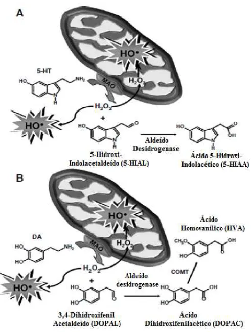 Fig. 7: Formação de radicais livres provenientes da desaminação da DA pela acção  da  enzima MAO, adaptado de Capela et al., 2009