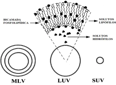 Figura 8. Tipos de lipossomas (adaptado de Sharma e Sharma, 1997) 