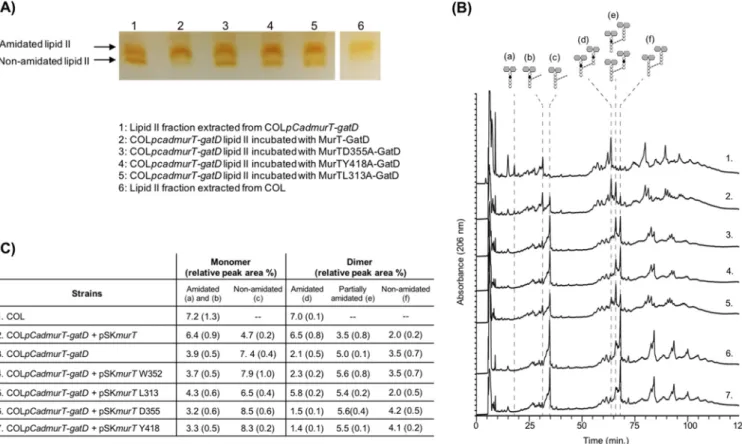 FIG 4 (A) Amidation assay of S. aureus lipid II analyzed by TLC. For the enzymatic reactions, COLpCadmurT-gatD lipid II was incubated with ATP, glutamine, and the protein complex