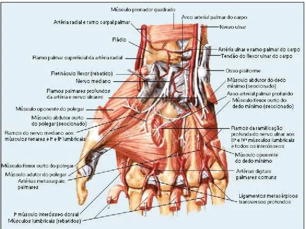 Figura 4. Anatomia da mão e punho (Netter, 2000). 