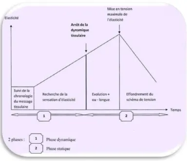 Figure  3 :  Diagramme  crée  par  Marie-Christine  Marty  de  la  courbe  de  mise  en  tension  maximale  des  mouvements  osseux et de l’élasticité des fascias à partir des données du livre  « Concepts fon damentaux  de  fasciathérapie,  et  de  pulsolo