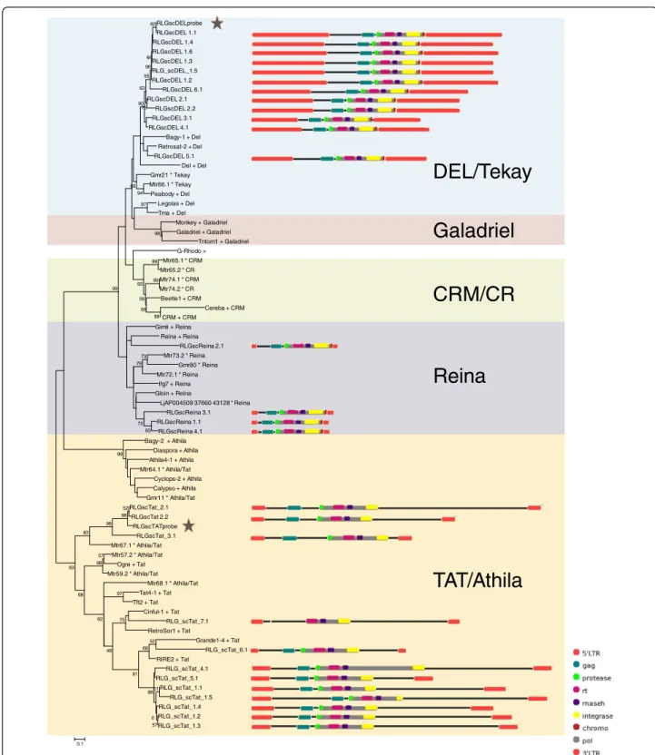 Figure 1 Neighbour-joining (NJ) phylogenies of Copia and Gypsy families. NJ phylogeny of Gypsy families based on reverse transcriptase, with schematic representations of sugarcane elements