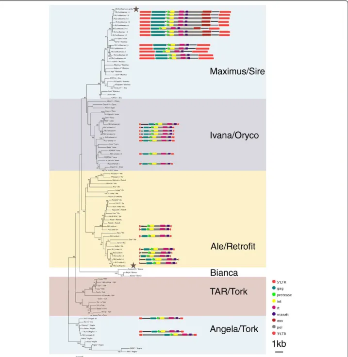 Figure 2 Neighbour-joining (NJ) phylogenies of Copia and Gypsy families. NJ phylogeny of Copia families based on reverse transcriptase, with schematic representations of sugarcane sequences