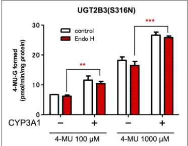 FIGURE 4 | Effect of EndoH-treatment on the glucuronidation catalyzed by UGT2B3(S316N)