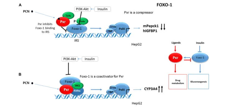 FIGURE 3 | Reciprocal crosstalk of Pxr and Foxo1. (A) Foxo1 coactivates PXR in an insulin-PI3K-Akt-signaling dependent manner (Kodama et al., 2004)