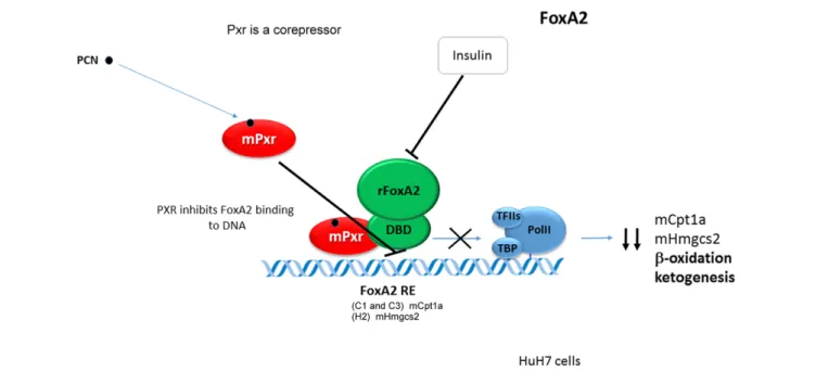 FIGURE 4 | Pregnane X Receptor cross-talks with the FoxA2 to repress the transcription of the Cpt1a and Hmgcs2 genes