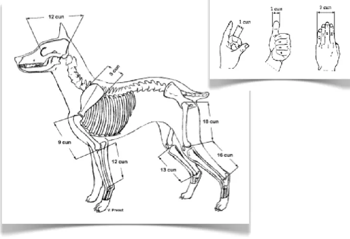 Figura 5. Diagrama das medidas em cun no cão e no homem (Adaptado de Xie e Preast, 2007; OMS, 2009).
