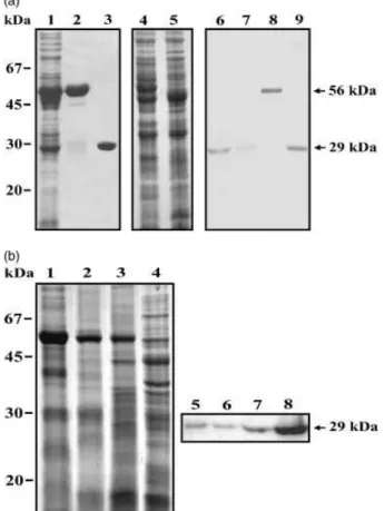 Fig. 1. Recognition of P. brasiliensis TPI by the rabbit polyclonal antibody and protein expression during fungal dimorphic transition