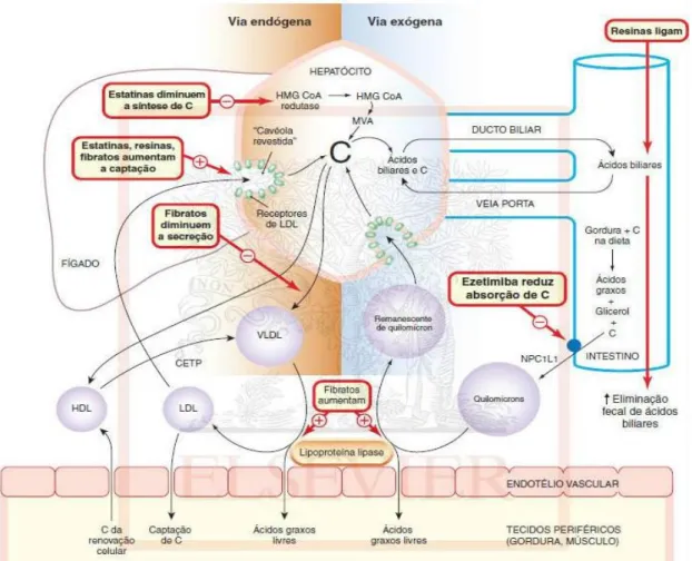 Figura 4. Vias do metabolismo lipoproteico. (Retirado Rang e Dale, 2012) Legenda: ácidos gordos livres (ácidos  graxos livres), colesterol (C), cholesterol ester transfer protein (CETP), proteína ácido mevalónico (MVA), proteína  niemanm-pick C1-like1 (NPC