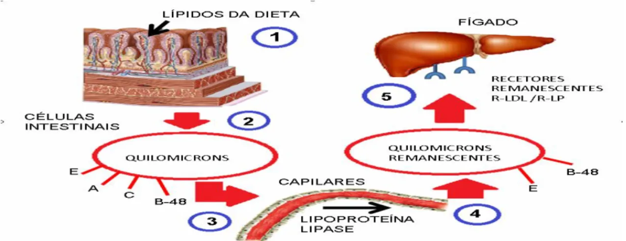 Figura  5 .  Representação  da  via  exógena  do  metabolismo  lípoproteico.  (Adaptado  de  Daniels  et  al.,  2009)