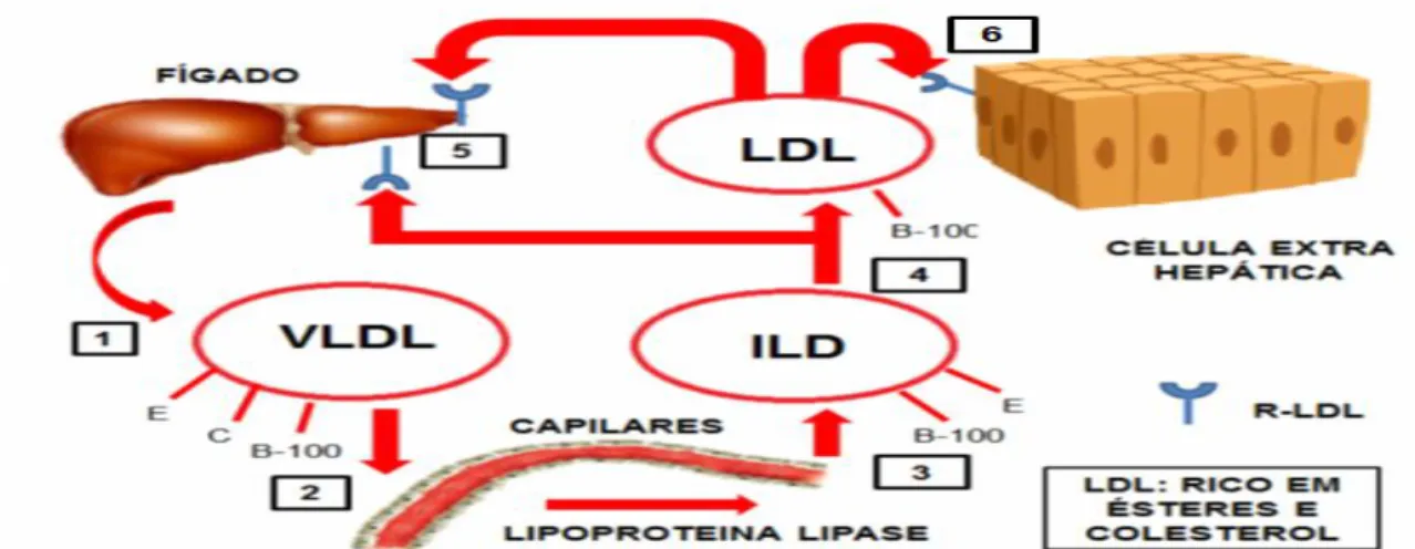 Figura  6.  Representação  da  via  endógena  do  metabolismo  lípoproteico.  (Adaptado  de  Daniels  et  al.,  2009.)  Legenda: apoE (E), apoB-100 (B-100), apoC (C), lipoproteína de muito baixa densidade (VLDL), lipoproteína de  densidade intermédia (ILD)