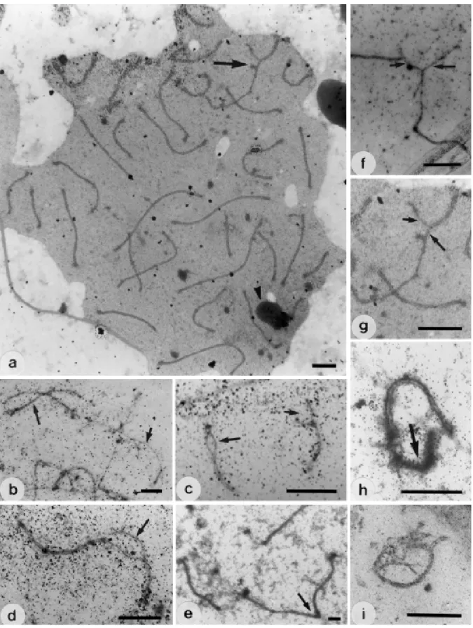 Figure 1 - Synaptonemal complex of Dasypus novemcinctus. a, Electron micrograph of a early pachytene cell with 31 autosomal bivalents and the XY sexual bivalent (arrow)