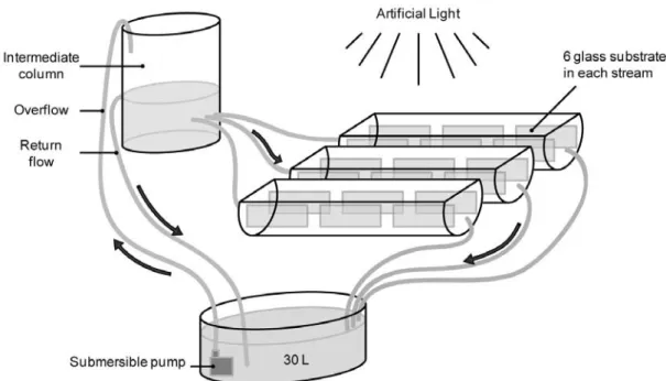 Figure 3: Schematic  representation of a closed experimental system, consisting of three artificial  streams    (50 cm length, 5 cm radius), each containing 6‐glass substrata (6 X 15 cm). Arrows indicate flow direction,  (by: Ricardo M. Degani). 