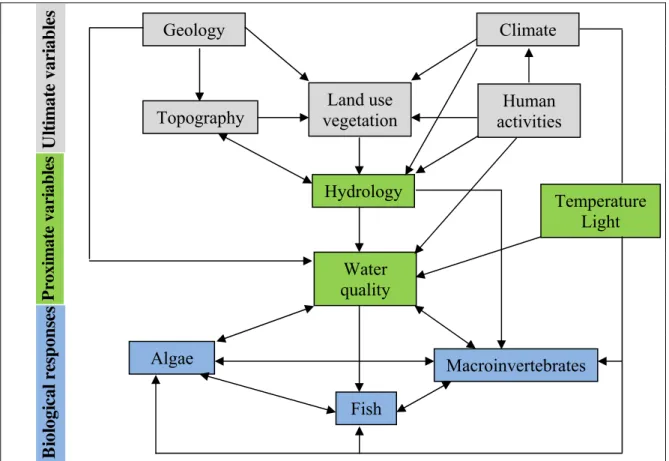 Figure 1.1: Interaction of biological, proximate and ultimate factors (Modified from BIGGS, 1996). 