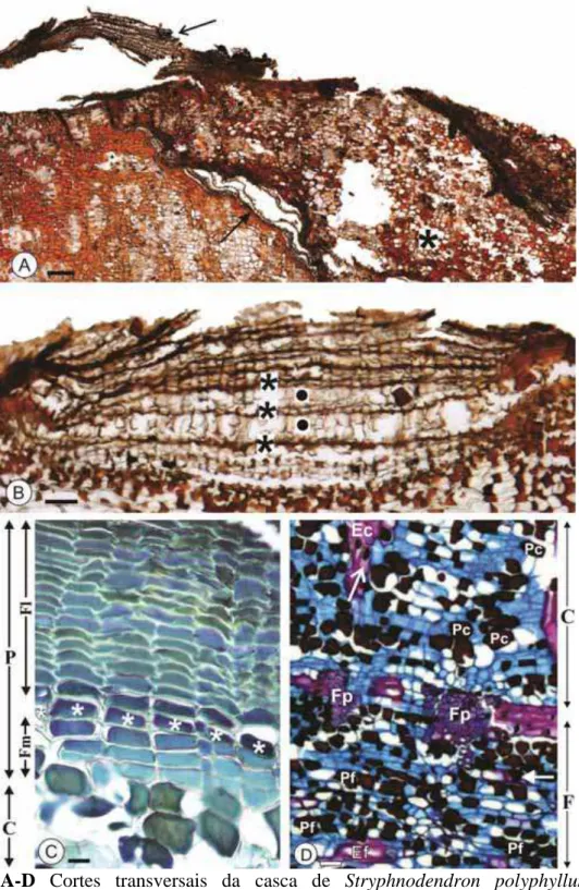 Fig. 6 A-D Cortes transversais da casca de Stryphnodendron polyphyllum.  A-C  Ritidoma/periderme