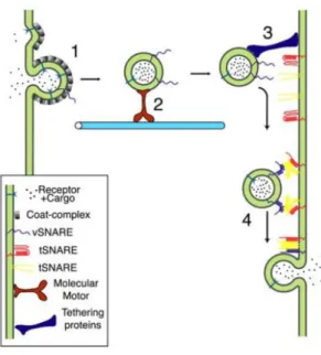 Figure I.1 - Vesicular trafficking steps. 1- Budding of a vesicle from the donor compartment; 2- Transport along  the cytoskeleton; 3-Tethering and docking to the target compartment; 4- Fusion and release of vesicle content