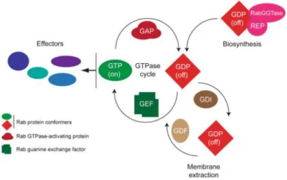 Figura I.4 - Rab GTPases cycle. Rab small GTPases interconvert cyclically between an active GTP-bound and  an  inactive  GDP-bound  state