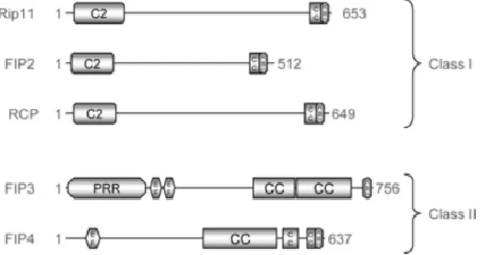 Figure I.6 – Structure of Rab11-family of interacting proteins. Class I FIPs share a Ca 2+ -binding C2-domain  near the N-terminal, while class II FIPs contain two EF-hands and a proline-rich regions at the N-terminal.Taken  from Horgan and McCaffrey, 2009