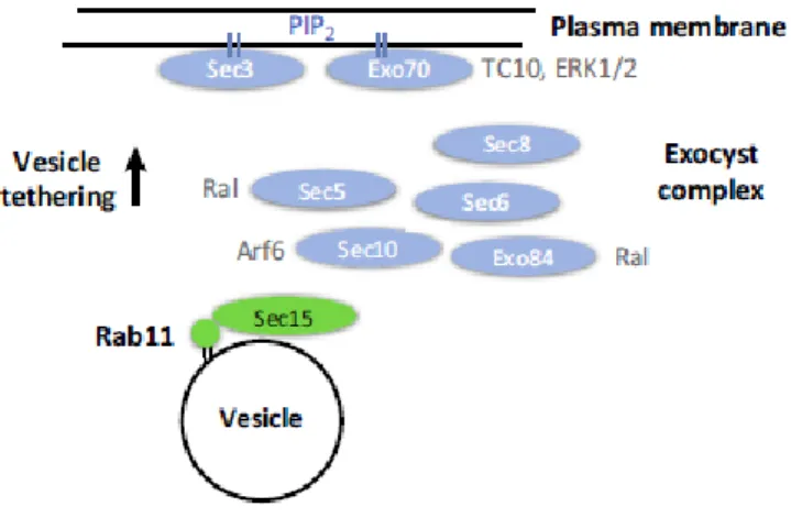 Figure I.7 - Rab11 interaction with the exocyst complex. -  Direct binding of Sec15 to Rab11 promotes vesicular  transport to the cell periphery, leading to the assembly of the exocyst complex and tethering of vesicle to the PM