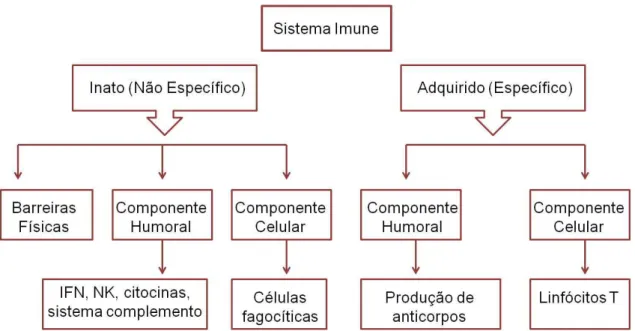 Figura 1. Mecanismos inespecíficos e específicos da resposta imune. 