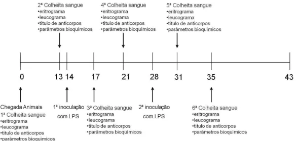 Figura 2. Esquema representativo das colheitas de sangue e das análises realizadas. 