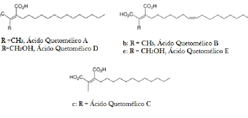 Figura 1. Diferentes tipos de ácido quetomélico (Adaptado de: Singh et al., 2000). a: ácido quetomélico A; b: 