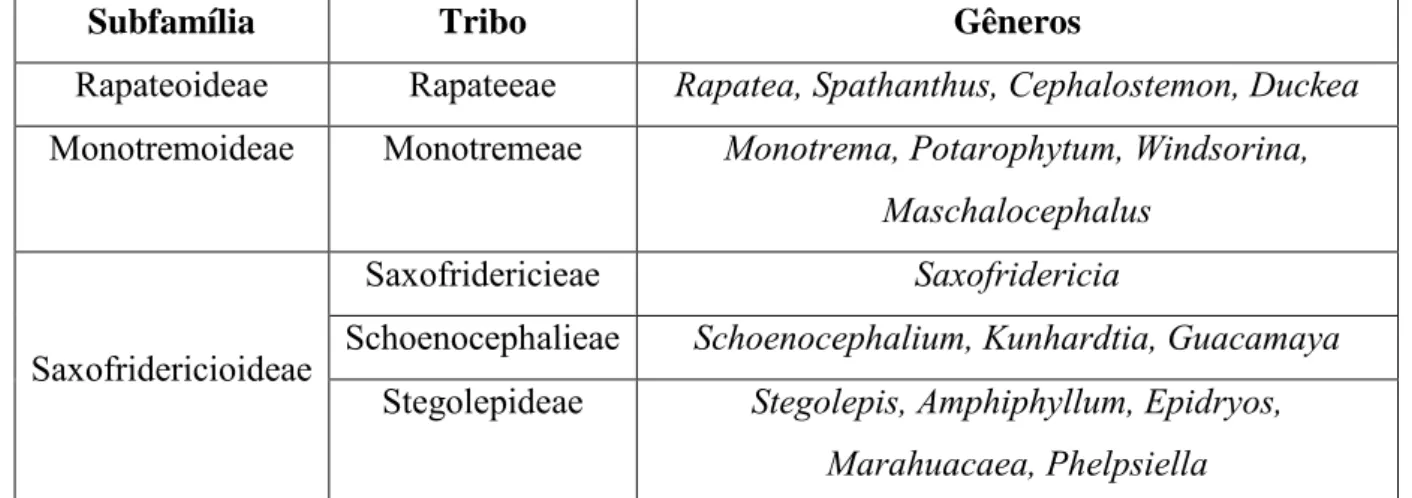 Tabela 1. Classificação de Rapateaceae de acordo com Givinish et al. (2004) 