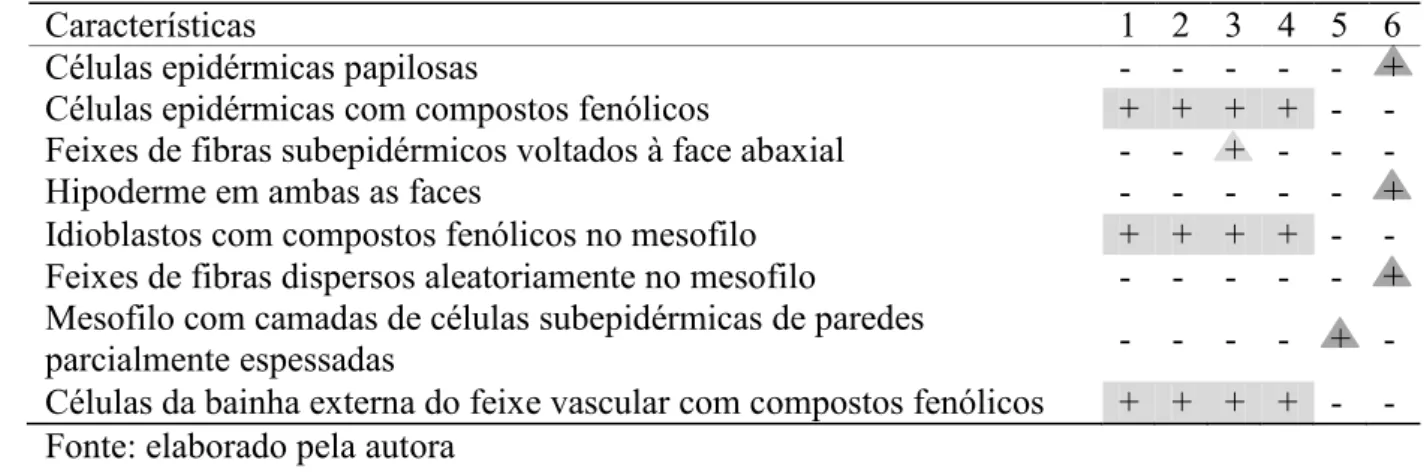 Tabela 2 – Características anatômicas da bainha foliar com valor diagnóstico para as espécies  de Rapateaceae estudadas 