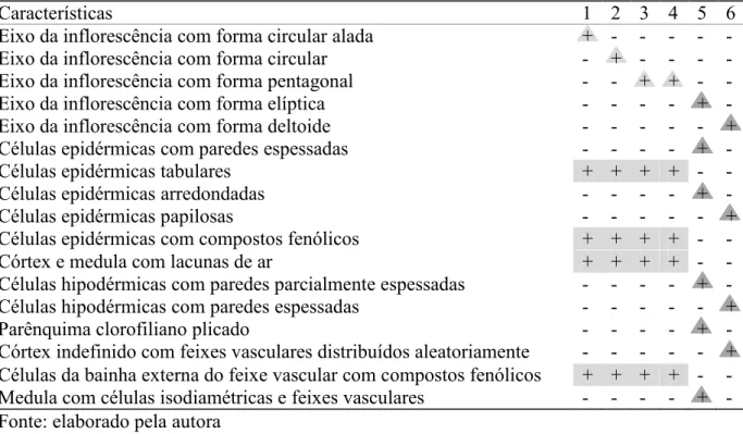 Tabela 3 – Características anatômicas do eixo da inflorescência com valor diagnóstico para as  espécies de Rapateaceae estudadas 