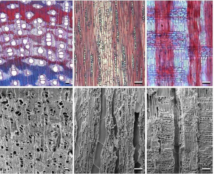 Figura 5. Fotomicrografias da anatomia do lenho (acima) e do carvão (abaixo) de Dimorphandra mollis de acordo com os três planos de corte: transversal,  longitudinal tangencial e longitudinal radial, respectivamente