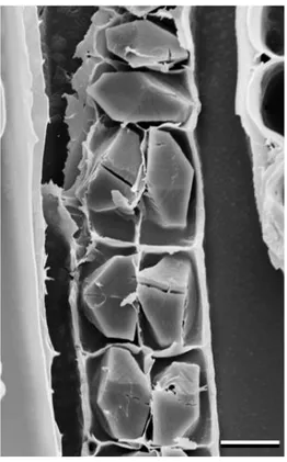 Figura 7. Fotomicrografias dos cristais prismáticos em câmaras nas fibras do carvão de  Stryphnodendron polyphyllum