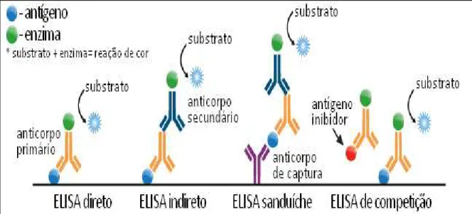 FIGURA 1. 2 - Diferentes classes de imunossensores obtidos através do método de  ELISA (do inglês: Enzyme-linked immunosorbent assay)