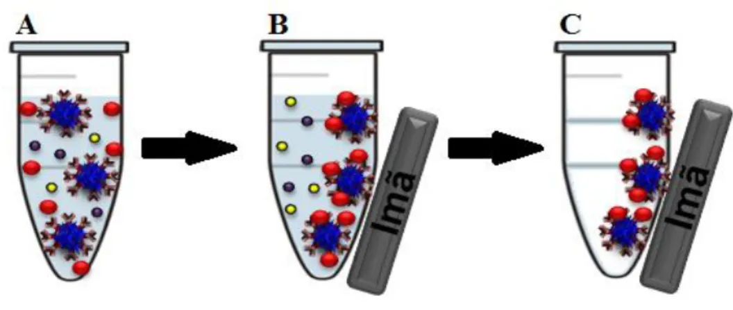 FIGURA  1.  3  -  Representação  de  uma  separação  imunomagnética.  (A)  Amostra  contendo  analito,  PMs  já  modificadas  em  meio  a  diversos  interferentes  (B)  PMs  com  o  analito  capturado  sendo  atraídas  pelo  ímã,  resultando  em  uma  sepa