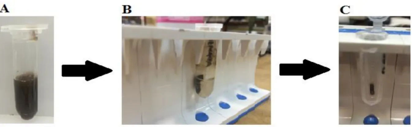FIGURA  3.  3  -  Procedimentos  para  a  lavagem  das  PMs  (A)  PMs  diluídas  em  tampão  MES  0,05  mol  L-1  pH  5,2  (B)  Separação  magnética  por  meio  de  um  suporte com imã (C) Retirada do sobrenadante
