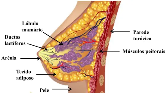 FIGURA  1.  2:  Representação  esquemática  da  anatomia  da  mama  feminina. 