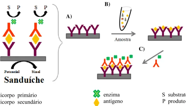 FIGURA 1. 5: Representação esquemática de um imunossensor eletroquímico  do  tipo  sanduíche