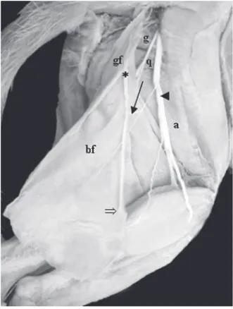 Figura 1 -  Fotografia da origem (seta) do músculo abdutor crural caudal (*) de um gato adulto, a partir do processo transverso da primeira vértebra caudal (seta)