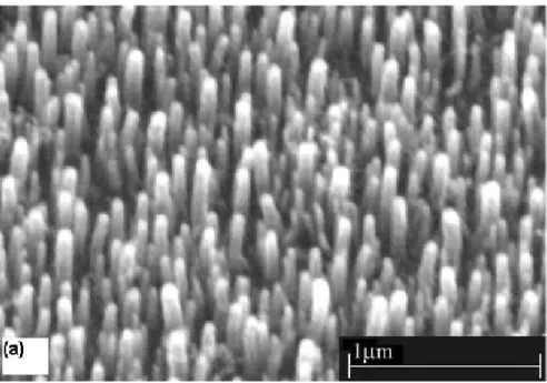 Figura 6 – Floresta de nanotubos de carbono alinhados verticalmente sobre catalisador de níquel